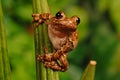 Gray treefrog on stem Royalty Free Stock Photo