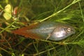 Gray Treefrog tadpole with deep red tail