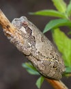 Gray Treefrog or Tree Frog, Hyla versicolor