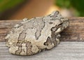 Gray Treefrog or Tree Frog, Hyla versicolor Royalty Free Stock Photo