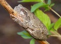 Gray Treefrog or Tree Frog, Hyla versicolor Royalty Free Stock Photo