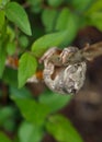 Gray Treefrog or Tree Frog, Hyla versicolor Royalty Free Stock Photo