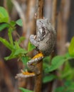 Gray Treefrog or Tree Frog, Hyla versicolor