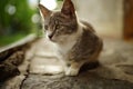 A gray tricolor cat with green eyes is resting in a summer yard Royalty Free Stock Photo