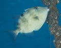Gray Triggerfish Royalty Free Stock Photo