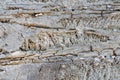 Gray uneven texture of a tree bark as a background in blur.Old palm bark trunk details of wood texture.Soft focus.Close up.Concept Royalty Free Stock Photo