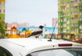 Gray urban crow sits on the roof parked car