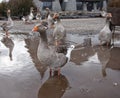 Gray village geese in a puddle. Farming Royalty Free Stock Photo