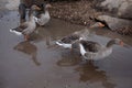 Gray village geese in a puddle. Farming Royalty Free Stock Photo