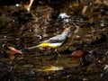 Gray wagtail beside a forest stream 11