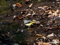 Gray wagtail beside a forest stream 2