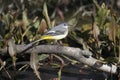 gray wagtail (Motacilla cinerea)