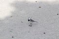 Gray wagtail walking on the ground