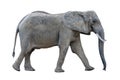 African elephant isolated Royalty Free Stock Photo