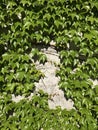Gray wall and green ivy. Texture and background Royalty Free Stock Photo