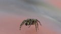 Gray wall jumper, Menemerus bivittatus, jumping spider