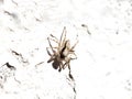 Gray wall jumper spider Menemerus bivittatus