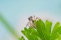 Gray wall jumping spider, Menemerus bivittatus climbing