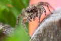 Gray wall jumping spider, Menemerus bivittatus spider