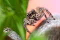 Gray wall jumping spider, Menemerus bivittatus spider
