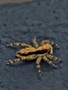 Gray Wall Spider, Jerteh, Terengganu Royalty Free Stock Photo