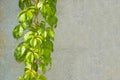 Gray wall texture with green plant on the left side Royalty Free Stock Photo