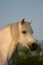 Gray welsh pony Royalty Free Stock Photo