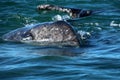 Gray whale calf, Baja California Sur, Mexico Royalty Free Stock Photo