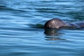 Gray whale calf, Baja California Sur, Mexico Royalty Free Stock Photo