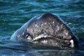 Gray whale calf, Baja California Sur, Mexico Royalty Free Stock Photo