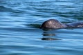 Gray whale calf, Baja California Sur, Mexico Royalty Free Stock Photo