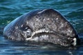 Gray whale calf Baja California, Mexico Royalty Free Stock Photo