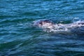 Gray whale calf, Baja California Sur, Mexico Royalty Free Stock Photo