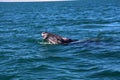 Gray whale calf, Baja California Sur, Mexico Royalty Free Stock Photo