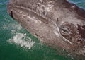 Gray whale calf investigating a small boat Royalty Free Stock Photo