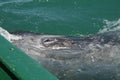 Gray whale calf investigating a small boat