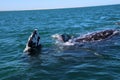 Gray whale calf with mother in Mexico, Baja California Sur Royalty Free Stock Photo