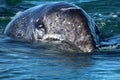 Gray whale calf in close-up Baja California, Mexico Royalty Free Stock Photo