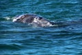 Gray whale calf, whale watching Baja California, Mexico Royalty Free Stock Photo