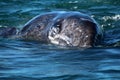 Gray whale calf at whale watching, Baja California Sur, Mexico Royalty Free Stock Photo