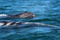 Gray whale calf during whale watching in Laguna San Ignacio Baja California, Mexico Royalty Free Stock Photo