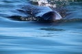 Gray whale calf during whale watching in Mexico, Baja California Sur Royalty Free Stock Photo