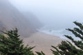 Foggy Beach through Cypress Trees.