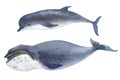 A gray whale and dolphin. Splashes sketch of ocean north animals