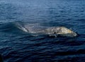 Gray Whale Royalty Free Stock Photo