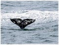 Gray Whale, Eschrichtius robustus, diving into the water.