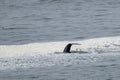 Gray Whale,  Eschrichtius robustus, diving into the water. Royalty Free Stock Photo