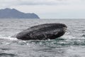 Gray whale (Eschrichtius robustus). Head of a gray whale close up.