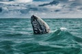 Grey whale surfaces in Baja California on Mexico`s Pacific coast