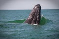 Gray whale falling. Royalty Free Stock Photo